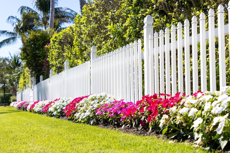 Colorful impatiens flowers growing along a white picket fence